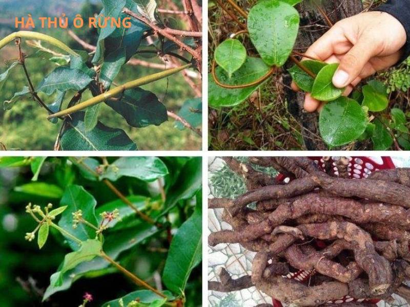 Hình ảnh cây hà thủ ô rừng